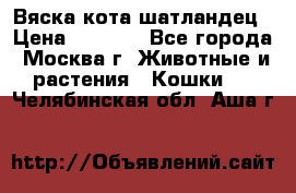 Вяска кота шатландец › Цена ­ 1 000 - Все города, Москва г. Животные и растения » Кошки   . Челябинская обл.,Аша г.